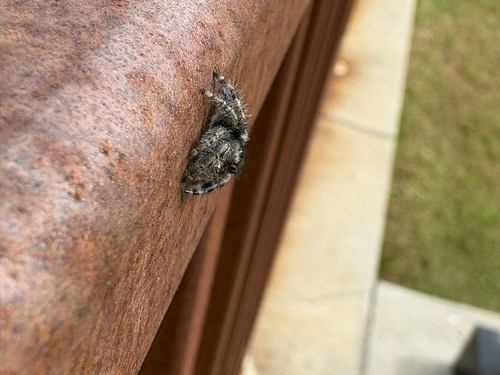 Bold Jumping Spider