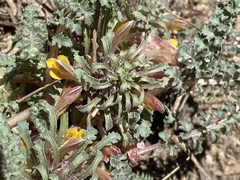 Pedicularis semibarbata