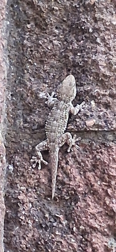 Moorish Gecko