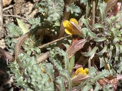 Pedicularis semibarbata