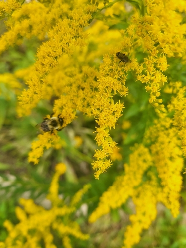 Common Eastern Bumble Bee
