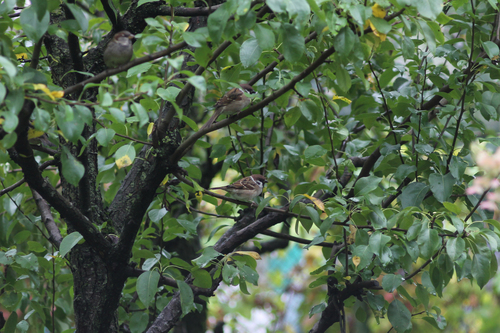 Eurasian Tree Sparrow