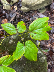 (c) Shelby Lyn Sanders, some rights reserved (CC BY) Caulophyllum thalictroides, photograph (c) Shelby Lyn Sanders, some rights reserved (CC BY)
