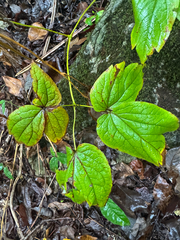 Caulophyllum thalictroides