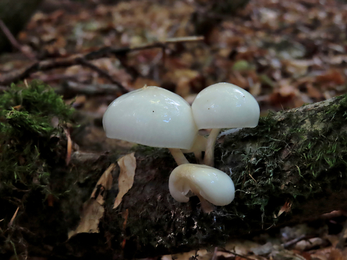 porcelain mushroom