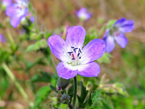 wood crane's-bill