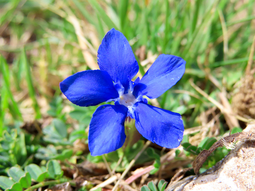 spring gentian