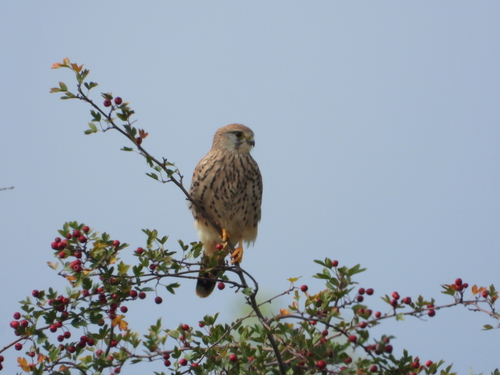 Eurasian Kestrel