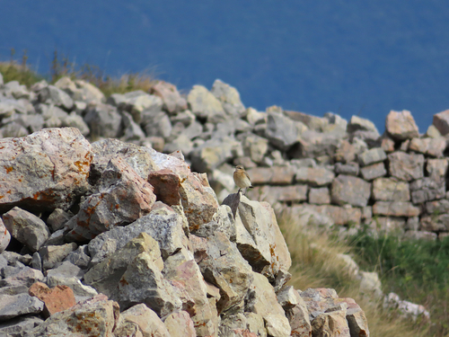 Northern Wheatear
