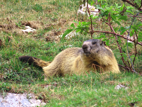 Alpine Marmot