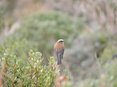 Ochthoeca fumicolor