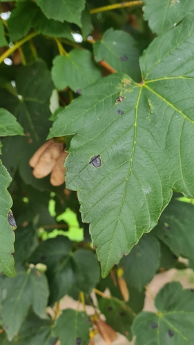 Black Tar Spot