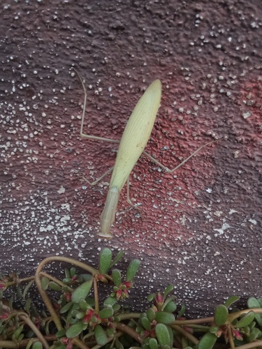 European Mantis