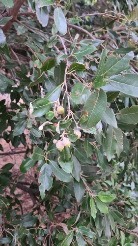 Holm oak