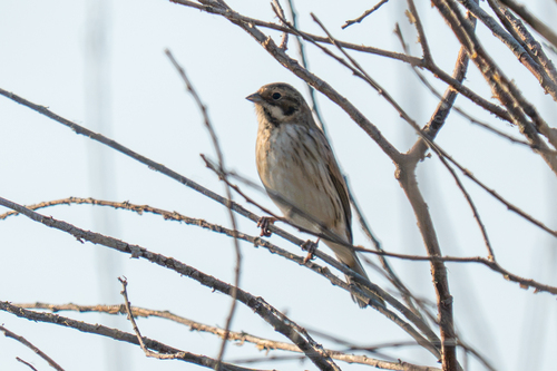Reed Bunting