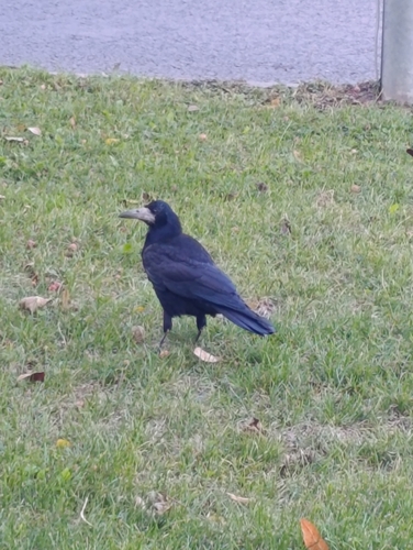 Rook