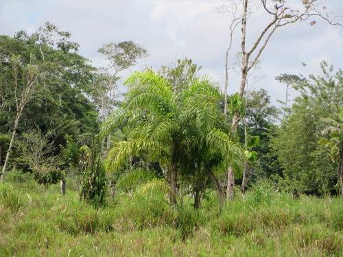 Peach-palm