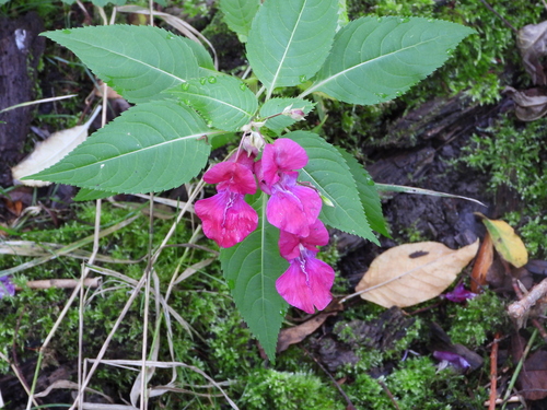 Himalayan balsam