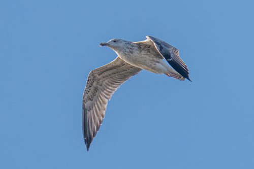 Caspian Gull