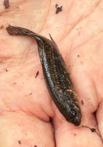 Eastern Mudminnow
