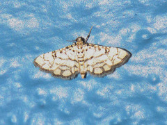 Hileithia rehamalis