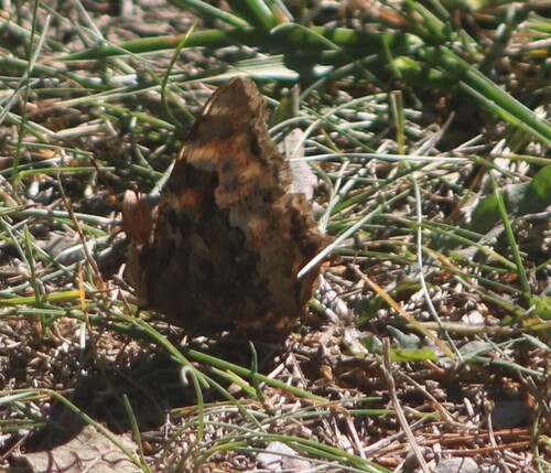 Compton Tortoiseshell