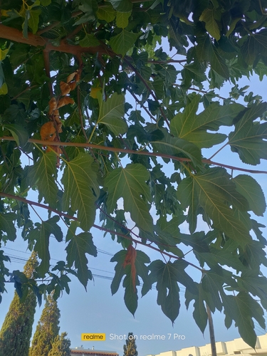 common fig