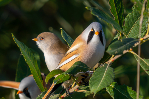 Bearded Reedling