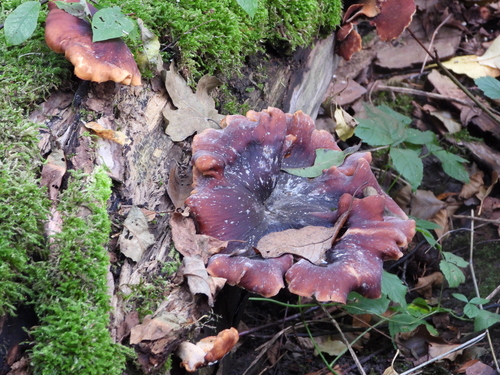 Bay Polypore