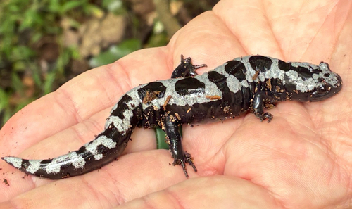Marbled Salamander