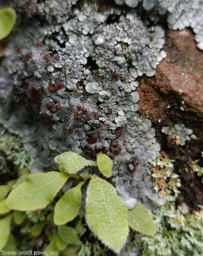 Coccocarpia erythroxyli observed 2026-07-05
