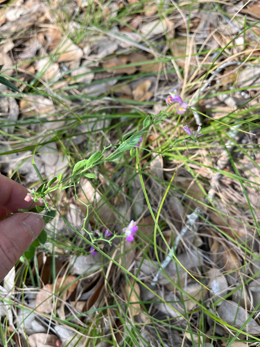 Lindheimer's Milkwort