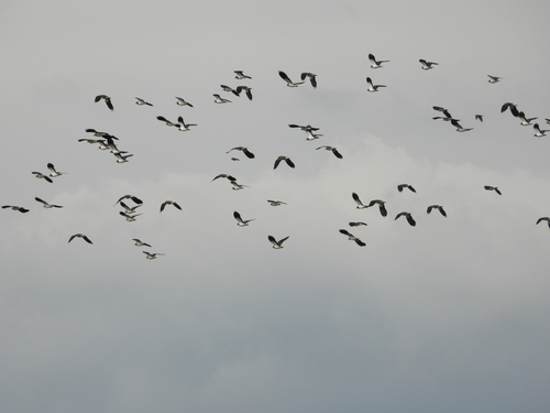 Northern Lapwing
