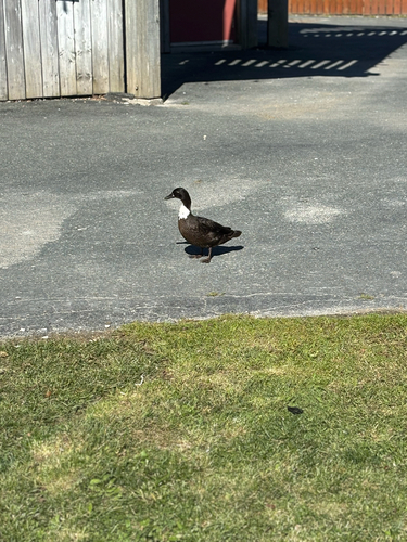Domestic Mallard