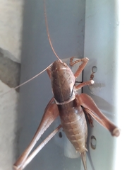 Pediodectes haldemanii