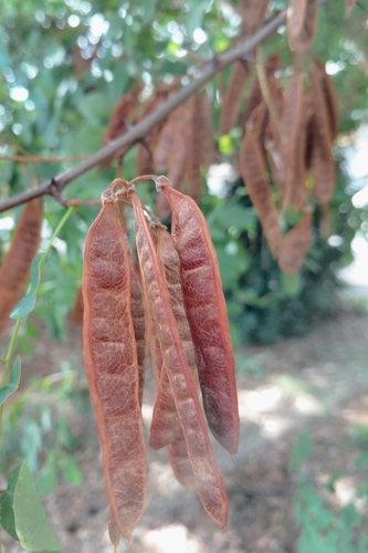 black locust