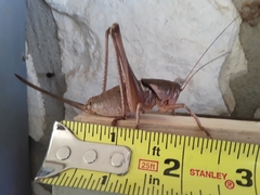 Pediodectes haldemanii