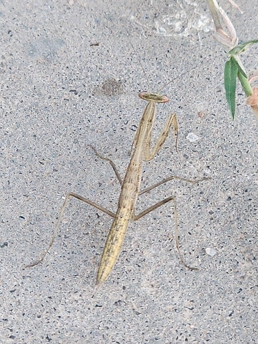 Egyptian Praying Mantis