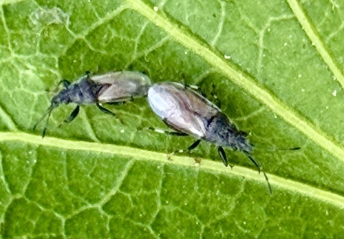 Cotton Seed Bug