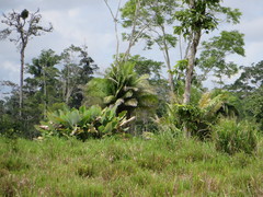 Phytelephas tenuicaulis