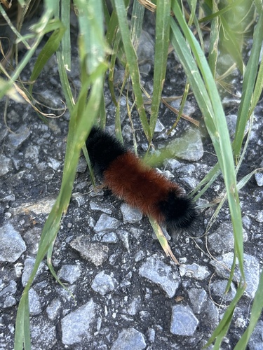 Isabella Tiger Moth