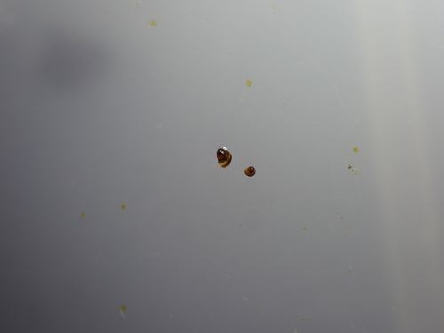 Barleeia observed 2026-09-12