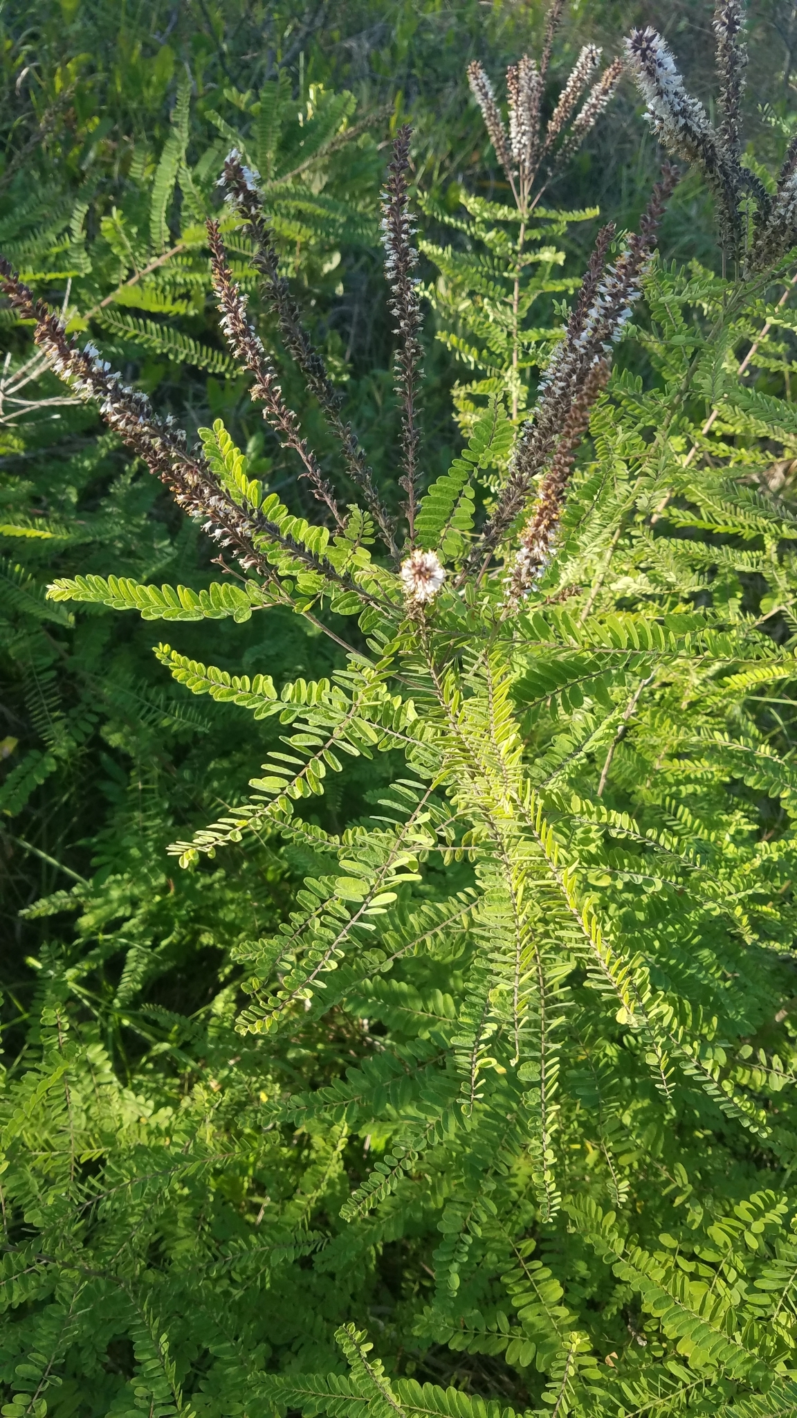 Amorpha herbacea var. herbacea