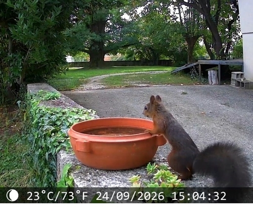 Eurasian Red Squirrel