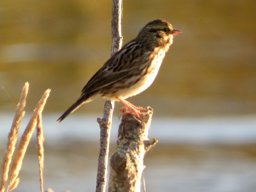 Savannah Sparrow