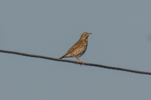 Song Thrush