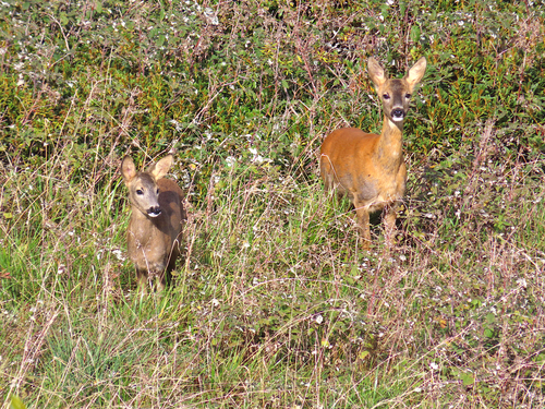 Western Roe Deer
