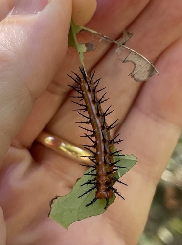 Gulf Fritillary