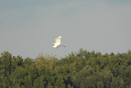 Great Egret