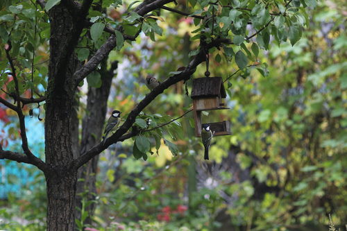 Great Tit